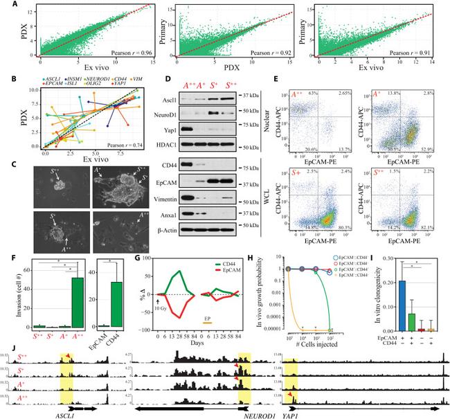 CD44 Antibody in Flow Cytometry (Flow)