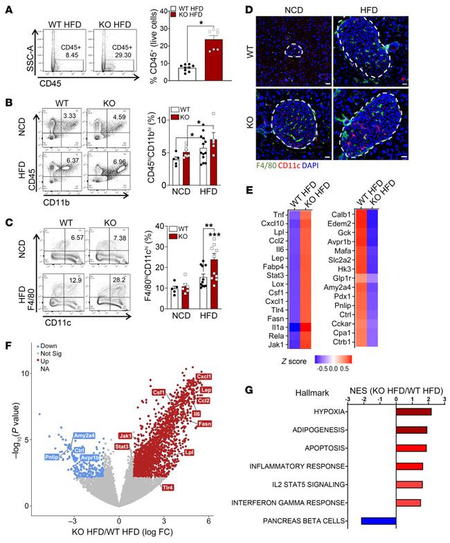 CD45 Antibody in Flow Cytometry (Flow)