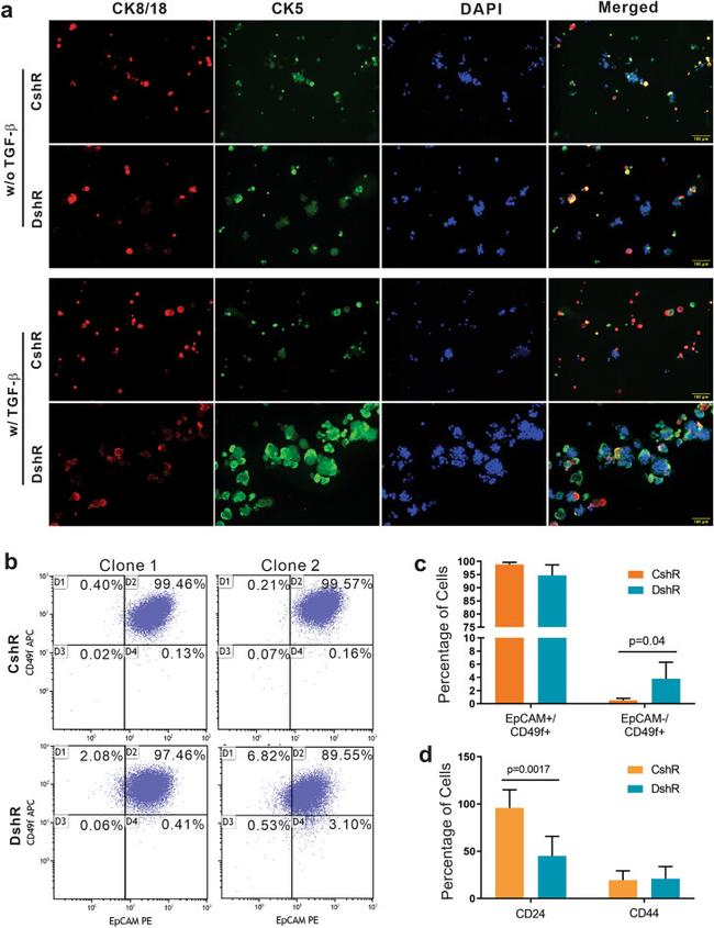 CD326 (EpCAM) Antibody in Immunocytochemistry, Flow Cytometry (ICC/IF, Flow)