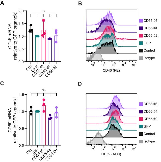CD59 (Protectin) Antibody in Flow Cytometry (Flow)