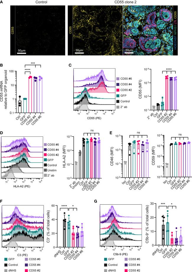 CD59 (Protectin) Antibody in Flow Cytometry (Flow)