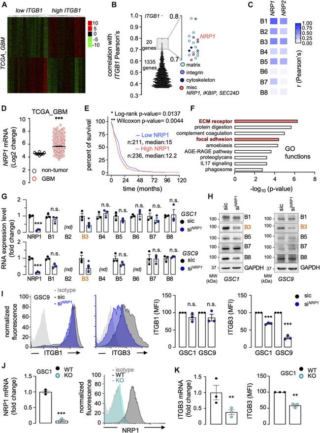 CD61 (Integrin beta 3) Antibody in Flow Cytometry (Flow)