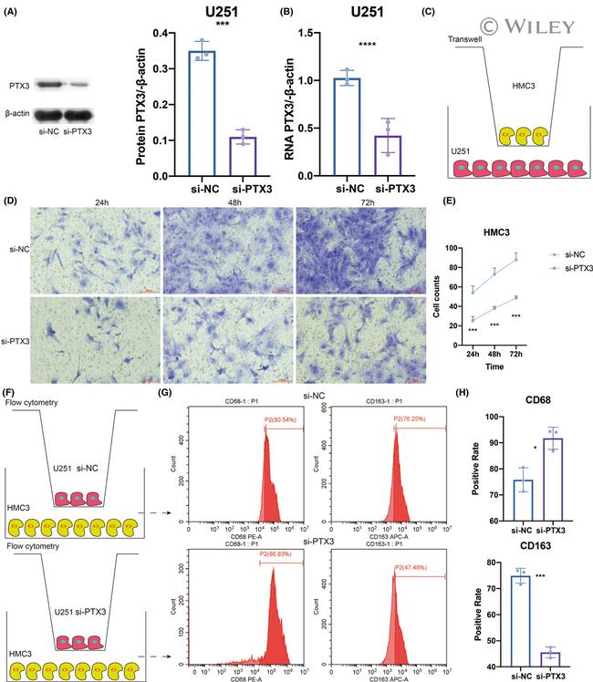 CD68 Antibody in Flow Cytometry (Flow)