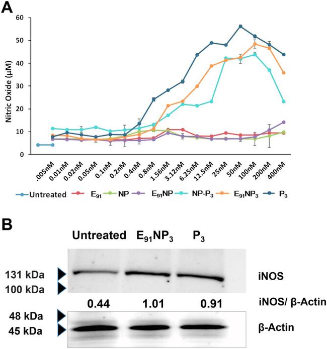 CD86 (B7-2) Antibody in Flow Cytometry (Flow)