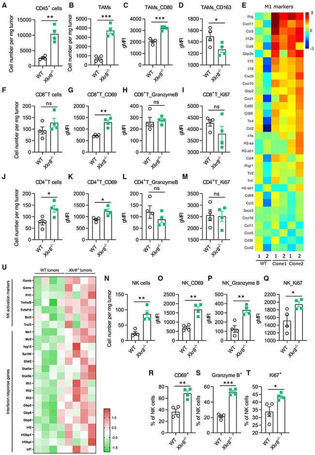 Granzyme B Antibody in Flow Cytometry (Flow)