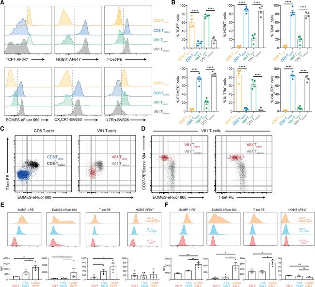 EOMES Antibody in Flow Cytometry (Flow)