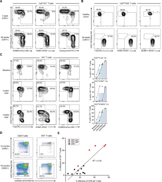 EOMES Antibody in Flow Cytometry (Flow)