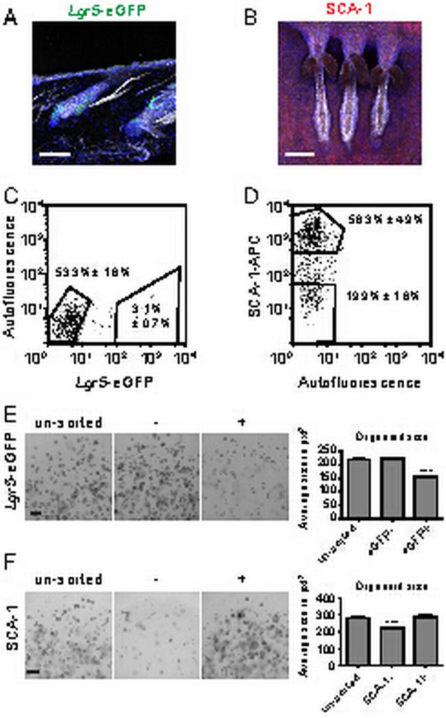 Ly-6A/E (Sca-1) Antibody in Immunohistochemistry, Flow Cytometry (IHC, Flow)