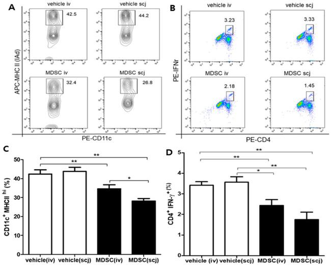 IFN gamma Antibody in Flow Cytometry (Flow)