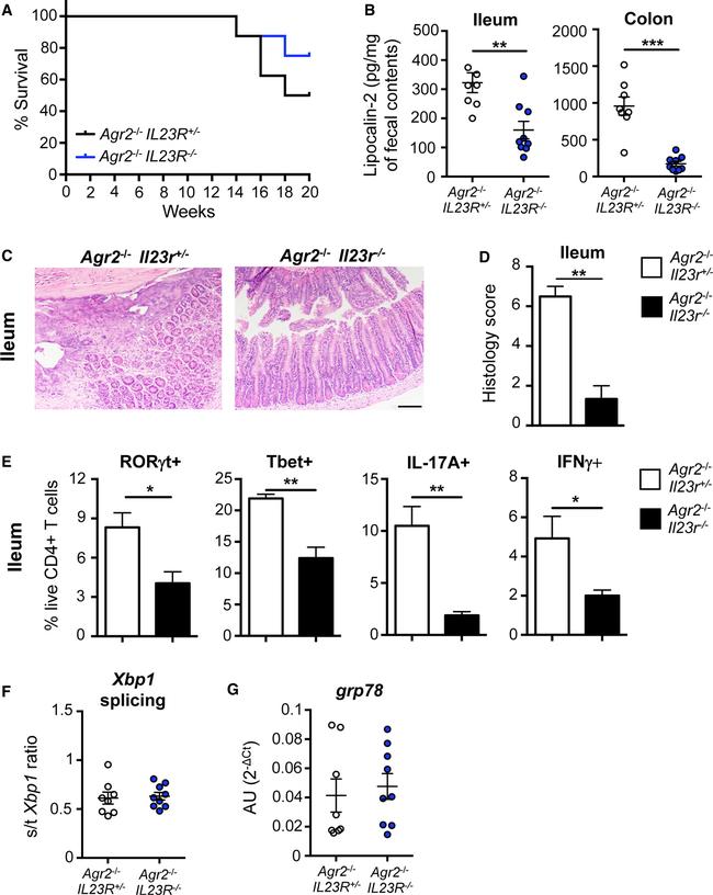 T-bet Antibody in Flow Cytometry (Flow)