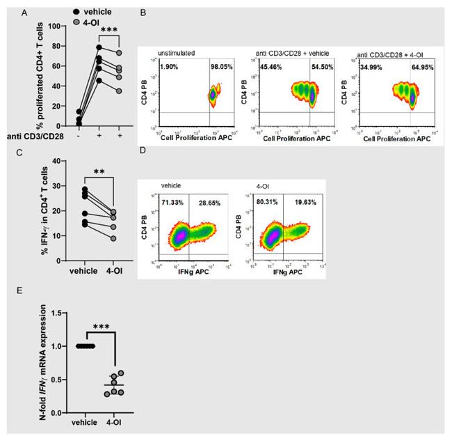 IFN gamma Antibody in Flow Cytometry (Flow)