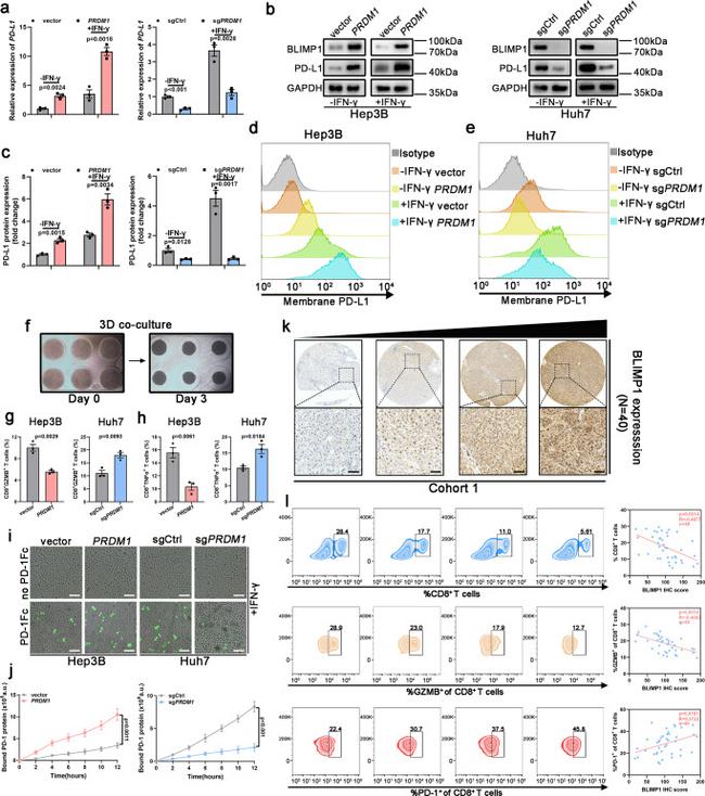 TNF alpha Antibody in Flow Cytometry (Flow)