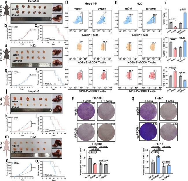 Granzyme B Antibody in Flow Cytometry (Flow)