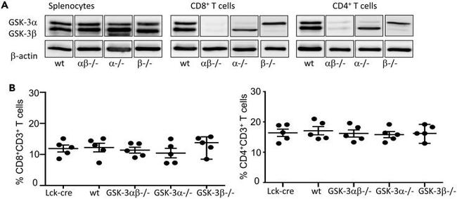 CD3e Antibody in Flow Cytometry (Flow)