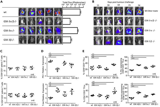 CD3e Antibody in Flow Cytometry (Flow)