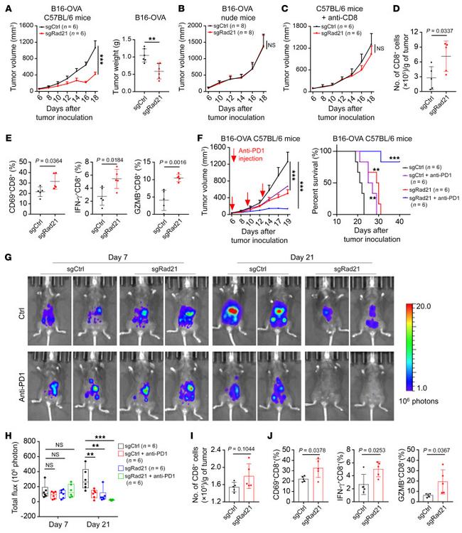 Granzyme B Antibody in Flow Cytometry (Flow)