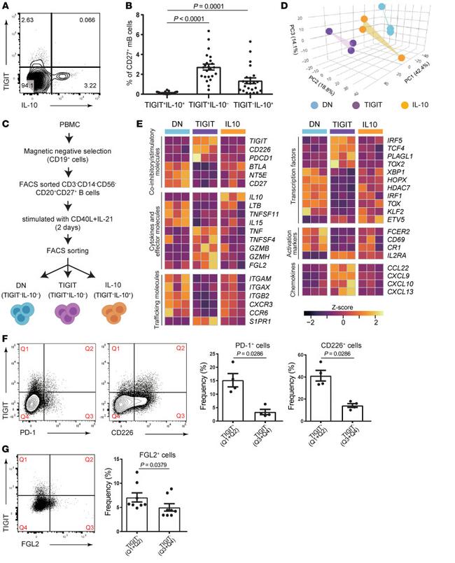 FGL2 Antibody in Flow Cytometry (Flow)