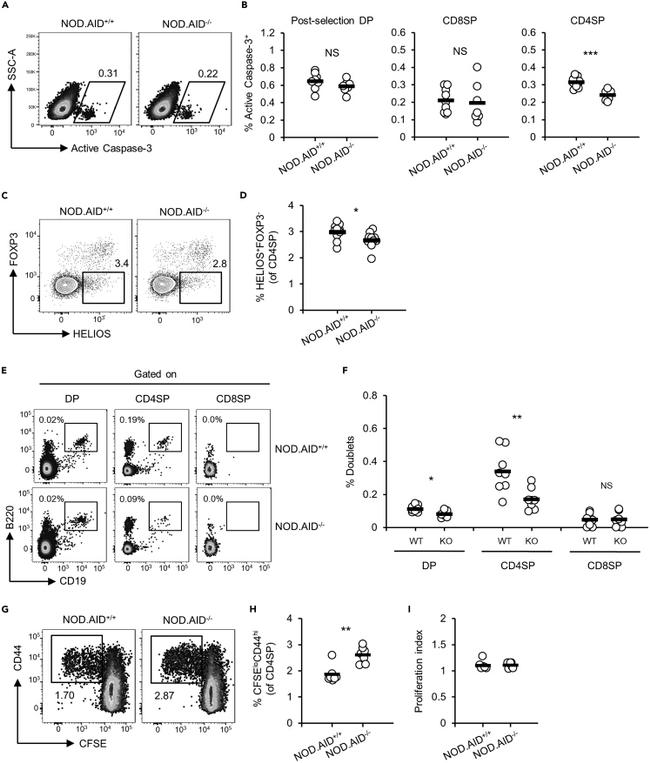 HELIOS Antibody in Flow Cytometry (Flow)