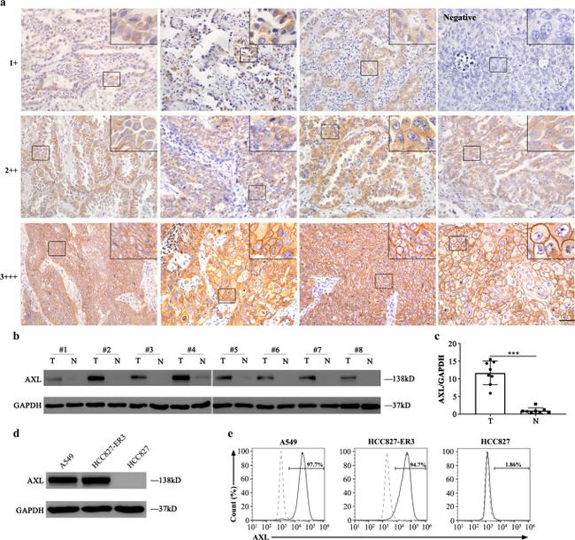 Axl Antibody in Flow Cytometry (Flow)