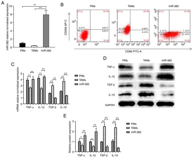 CD206 (MMR) Antibody in Flow Cytometry (Flow)