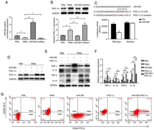 CD206 (MMR) Antibody in Flow Cytometry (Flow)