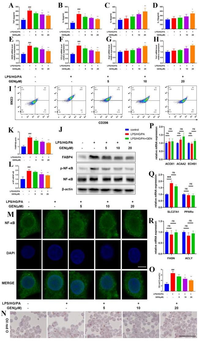 CD206 (MMR) Antibody in Flow Cytometry (Flow)