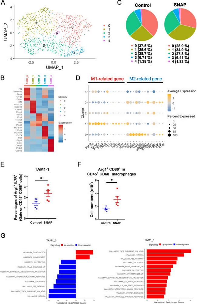 Arginase 1 Antibody in Flow Cytometry (Flow)