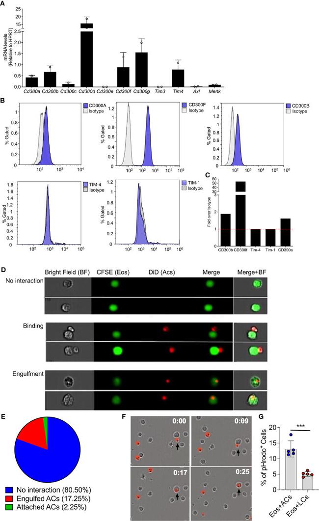 TIM-4 Antibody in Flow Cytometry (Flow)