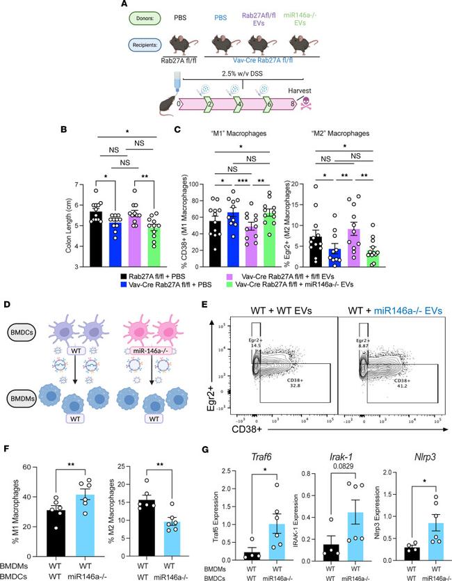 EGR2 Antibody in Flow Cytometry (Flow)