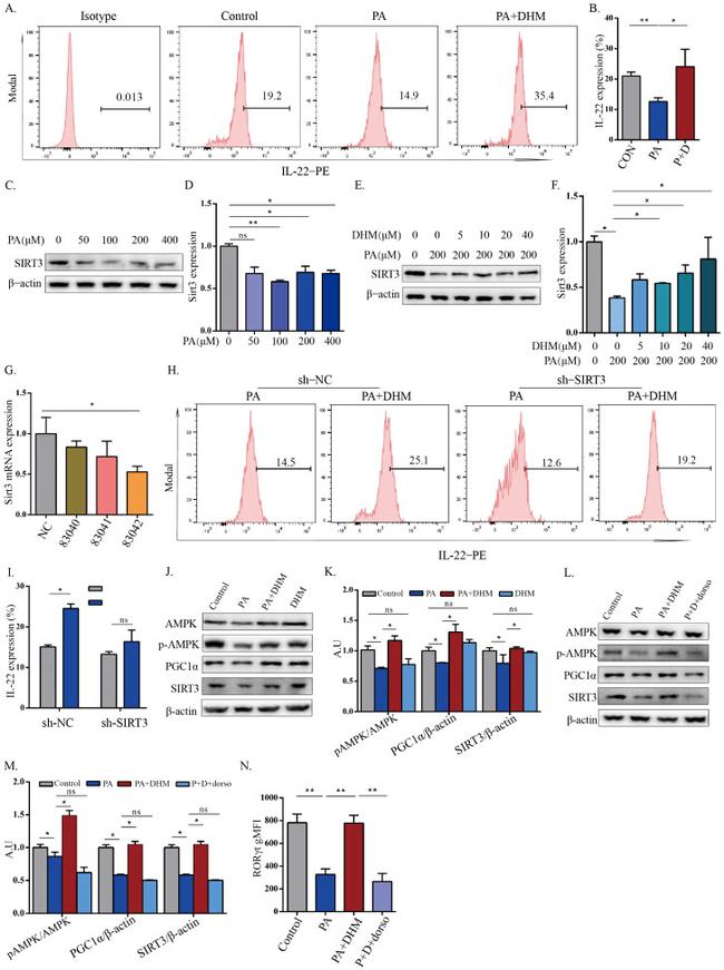 IL-22 Antibody in Flow Cytometry (Flow)