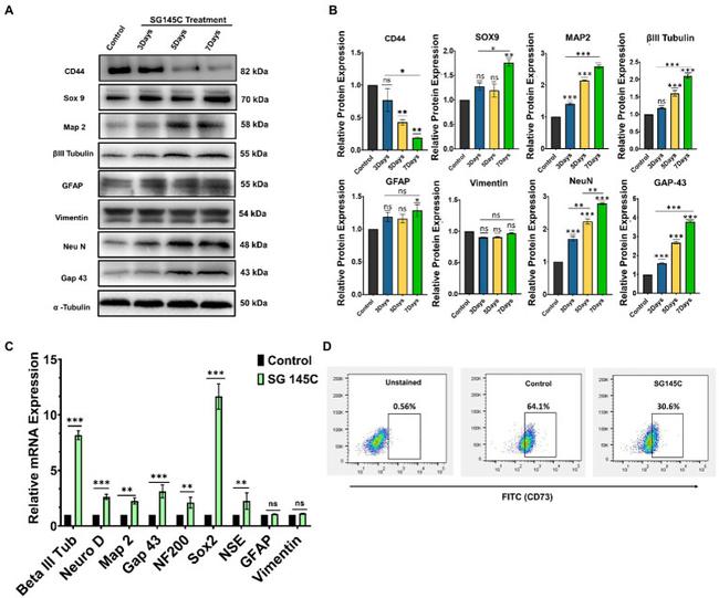 MAP2 Antibody in Western Blot (WB)