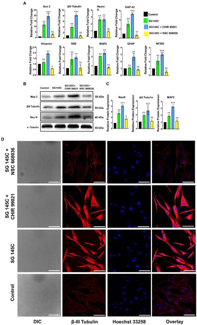 MAP2 Antibody in Western Blot (WB)