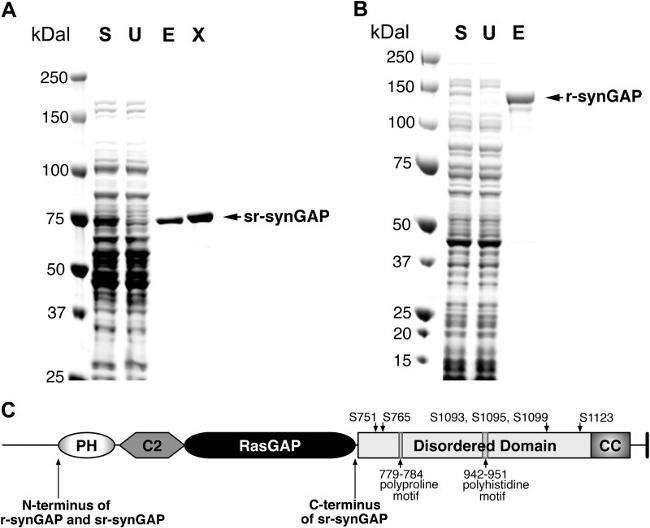 SynGAP Antibody in Western Blot (WB)