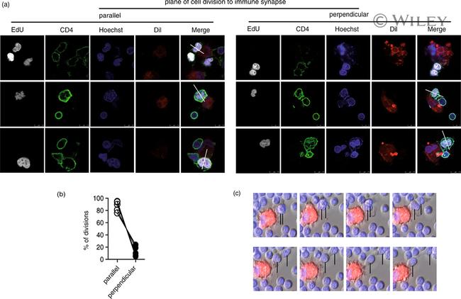 CD4 Antibody in Immunocytochemistry (ICC/IF)