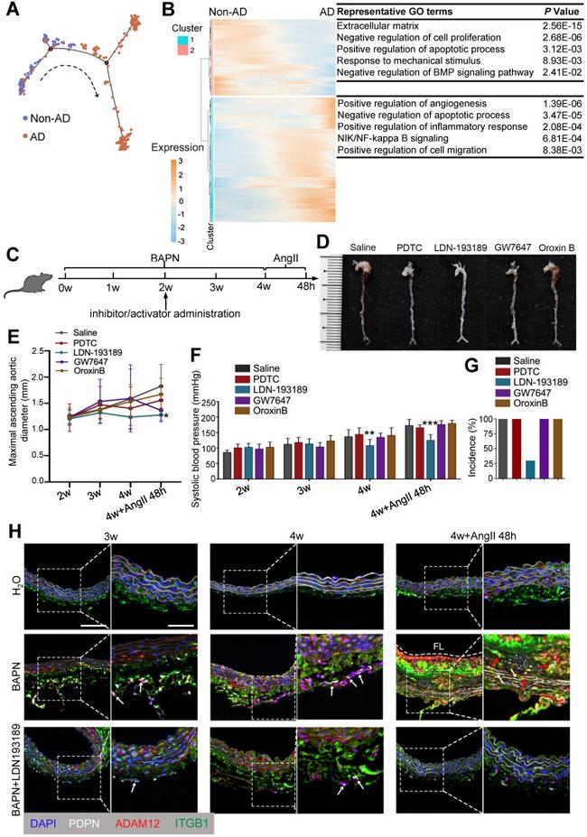 Podoplanin Antibody in Immunohistochemistry (IHC)