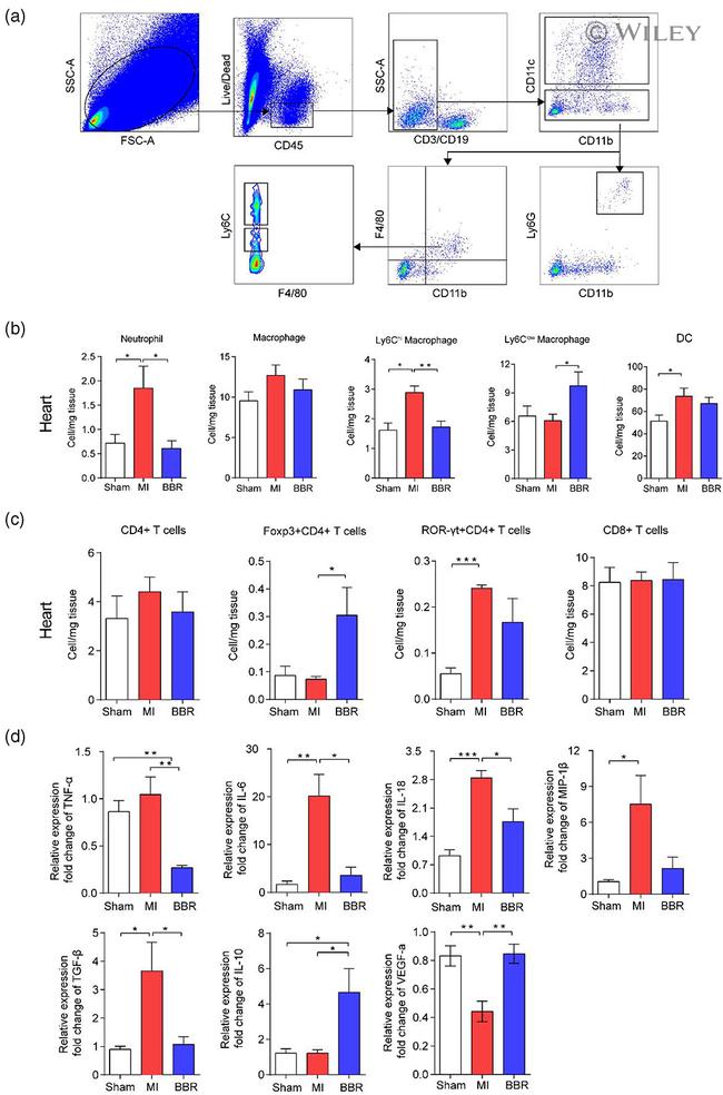 FOXP3 Antibody in Flow Cytometry (Flow)