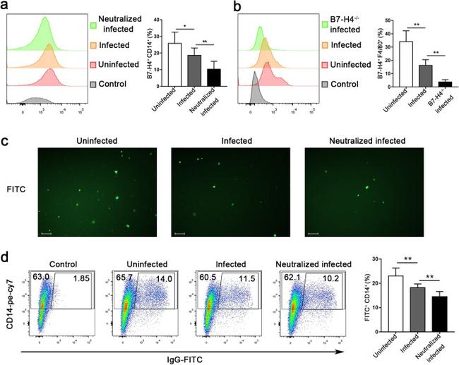 B7-H4 Antibody in Neutralization (Neu)