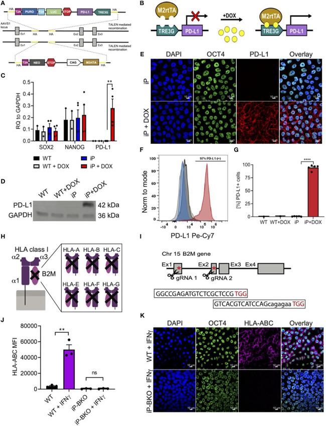 CD274 (PD-L1, B7-H1) Antibody in Flow Cytometry (Flow)