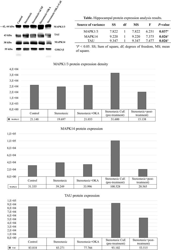 Tau Antibody in Western Blot (WB)