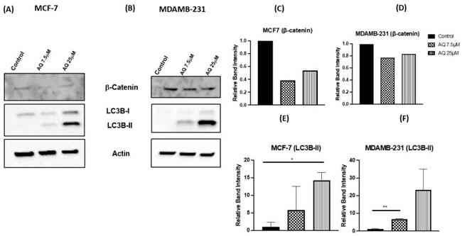 beta Catenin Antibody in Western Blot (WB)