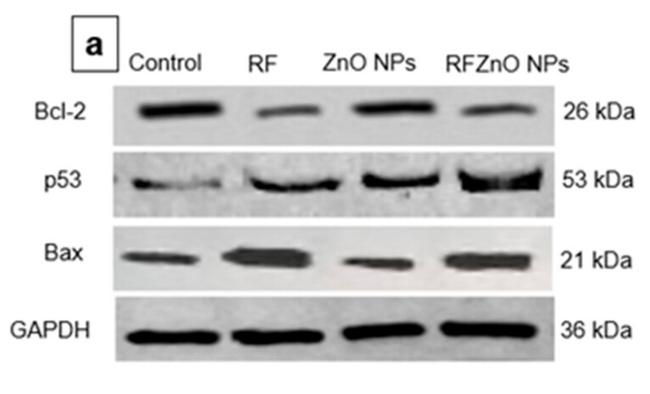 Bcl-2 Antibody in Western Blot (WB)