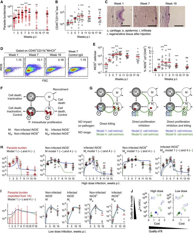 iNOS Antibody in Flow Cytometry (Flow)