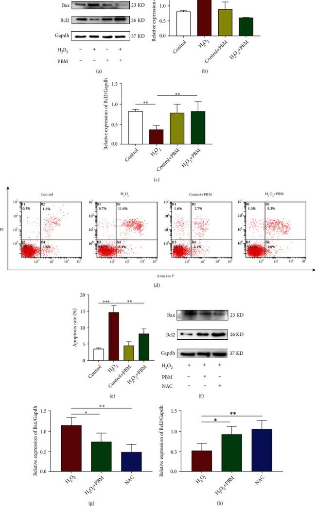 Bax Antibody in Western Blot (WB)