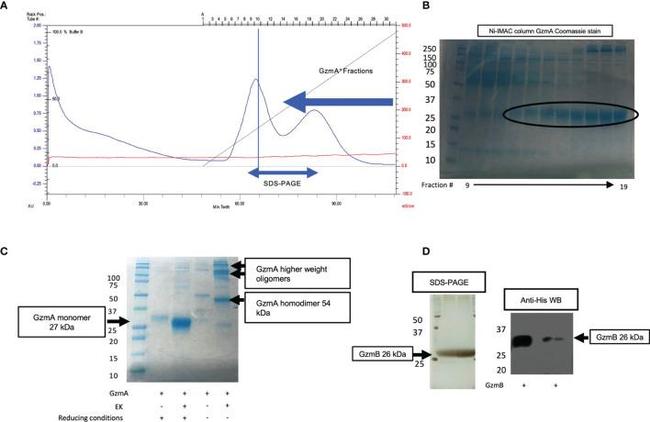 6x-His Tag Antibody in Western Blot (WB)