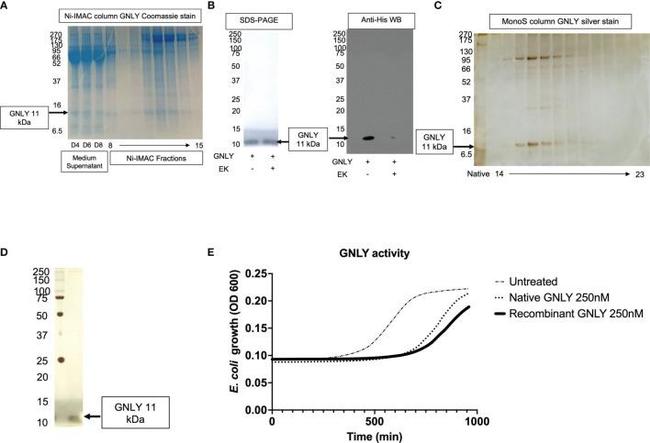 6x-His Tag Antibody in Western Blot (WB)