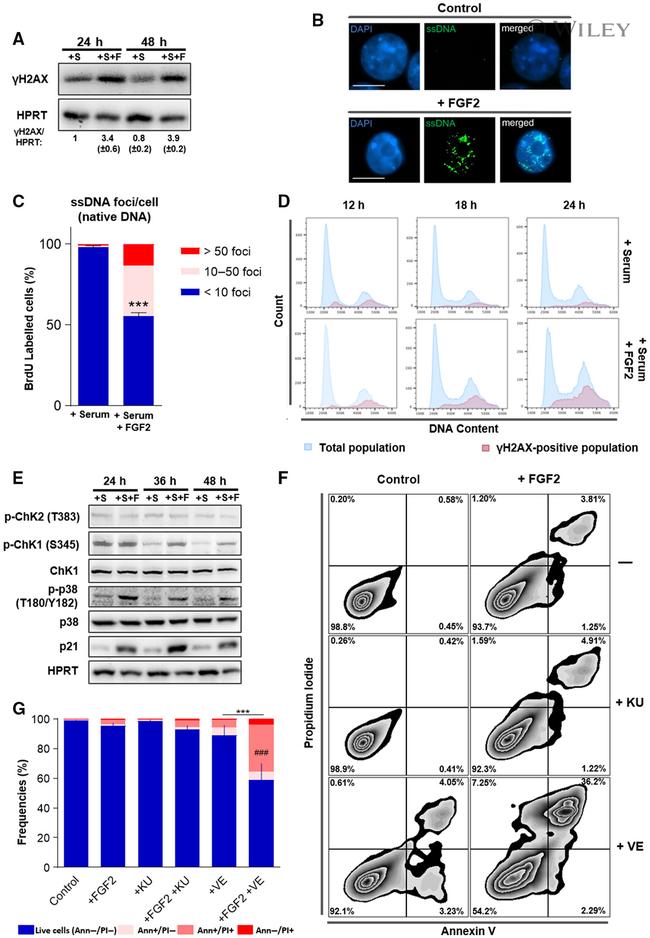 Phospho-Histone H2A.X (Ser139) Antibody in Western Blot (WB)