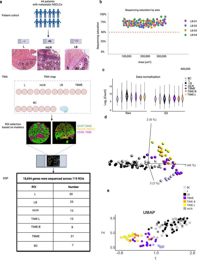 GFAP Antibody in Immunohistochemistry (IHC)