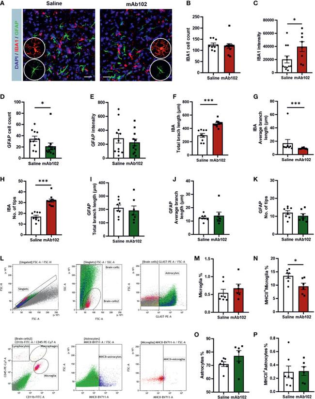 GFAP Antibody in Immunohistochemistry (IHC)