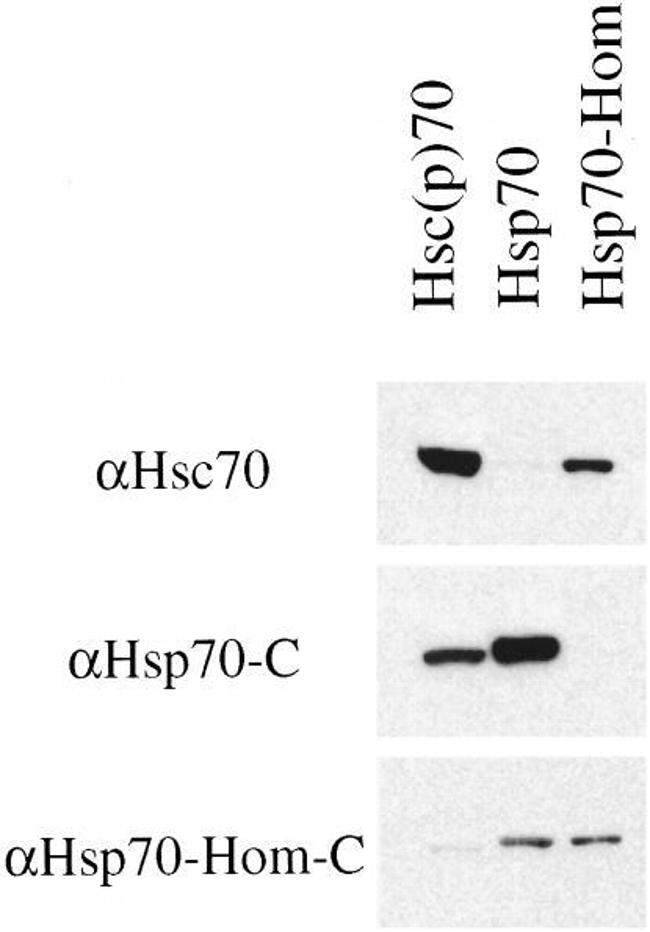 HSC70 Antibody in Western Blot (WB)