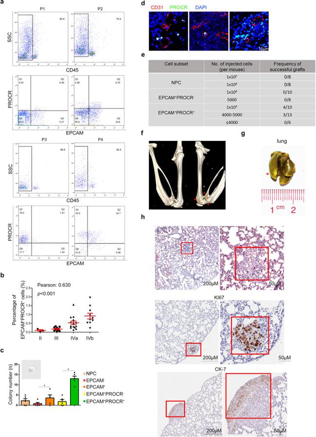 CD201 (EPCR) Antibody in Flow Cytometry (Flow)